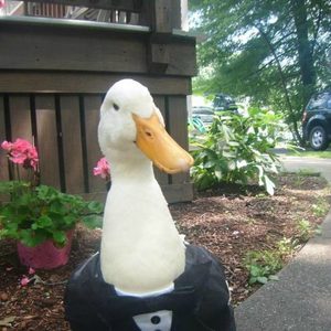 Profile photo of Political Duck